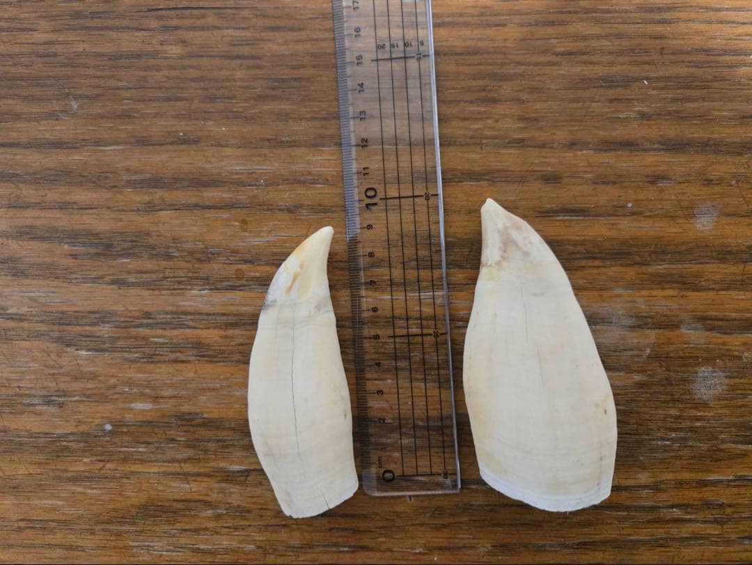 シャチの歯です。