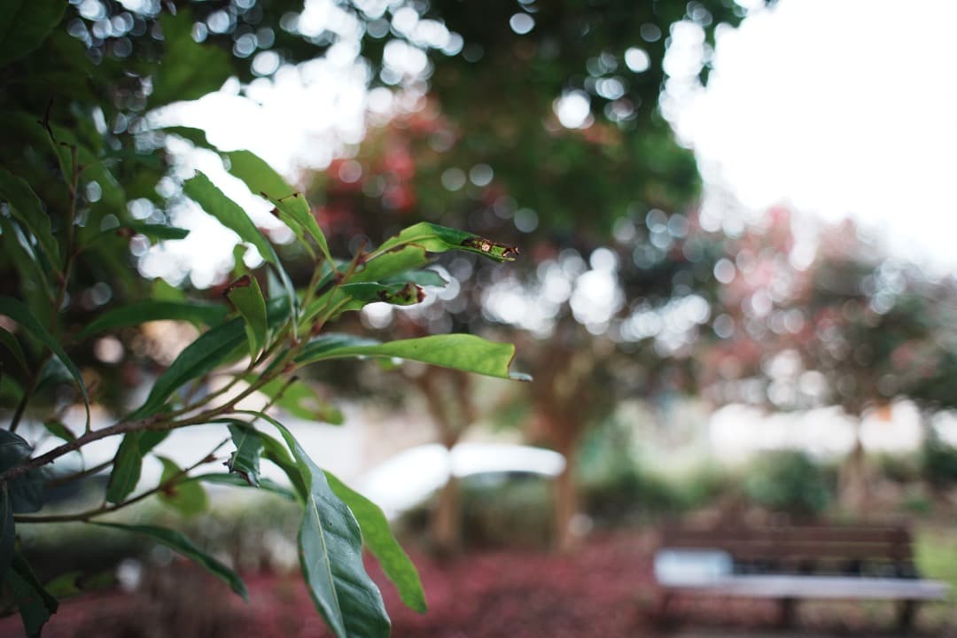 希少【極美品】動作◎ ミノルタ MC W.ROKKOR 24mm F2.8 21