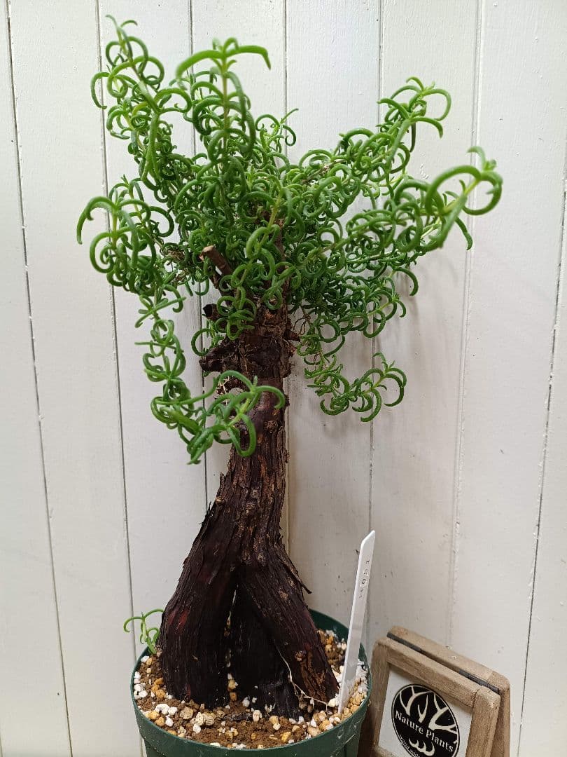 H051 超希少種発根済み メストクレマ ツベローサム 養生株