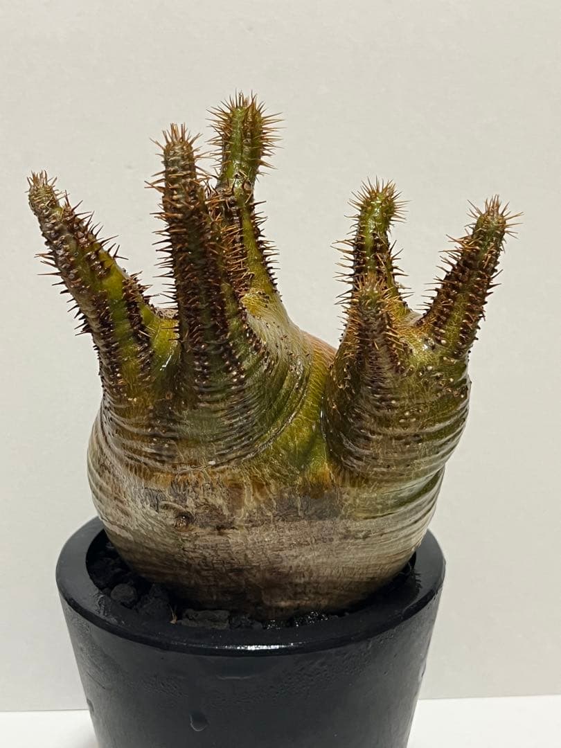 パキポディウム・グラキリス　ダブルヘッド　赤肌　緑肌　現地球