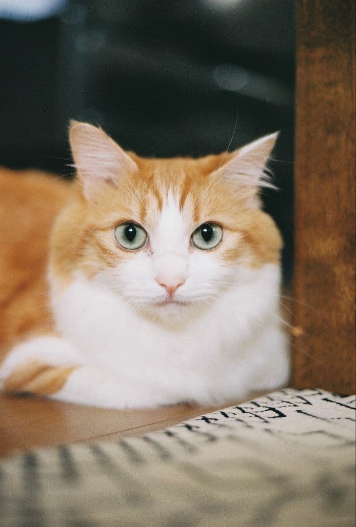 Canon EOS 7 50mm 1.8　バッテリーパック・カタログ付き