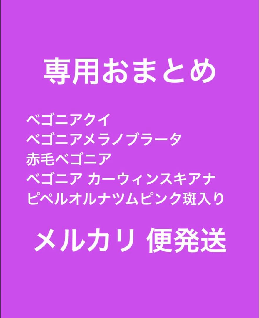専用おまとめ　Begonia 5点