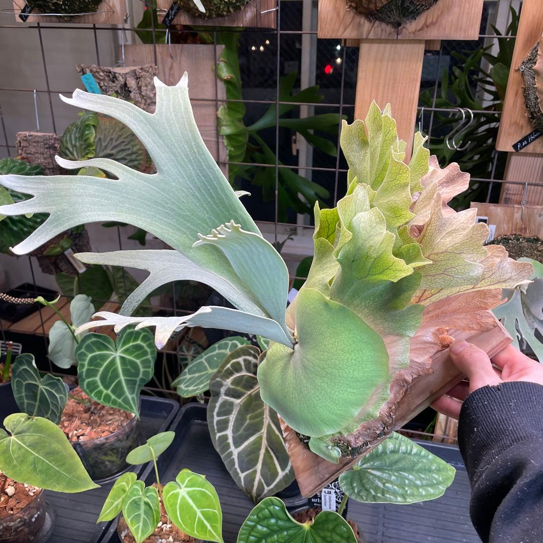 P.Ginka spore pup 美株