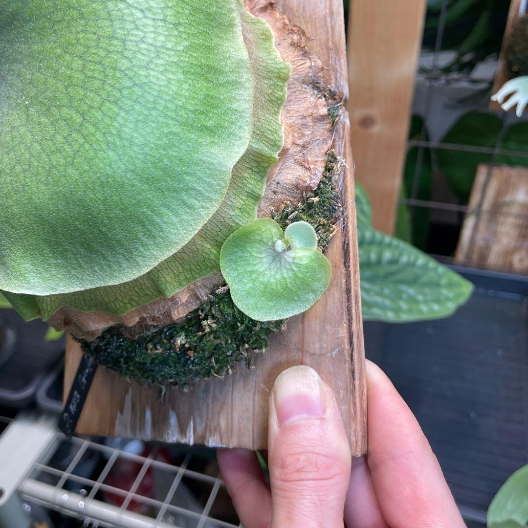 P.Ginka spore pup 美株