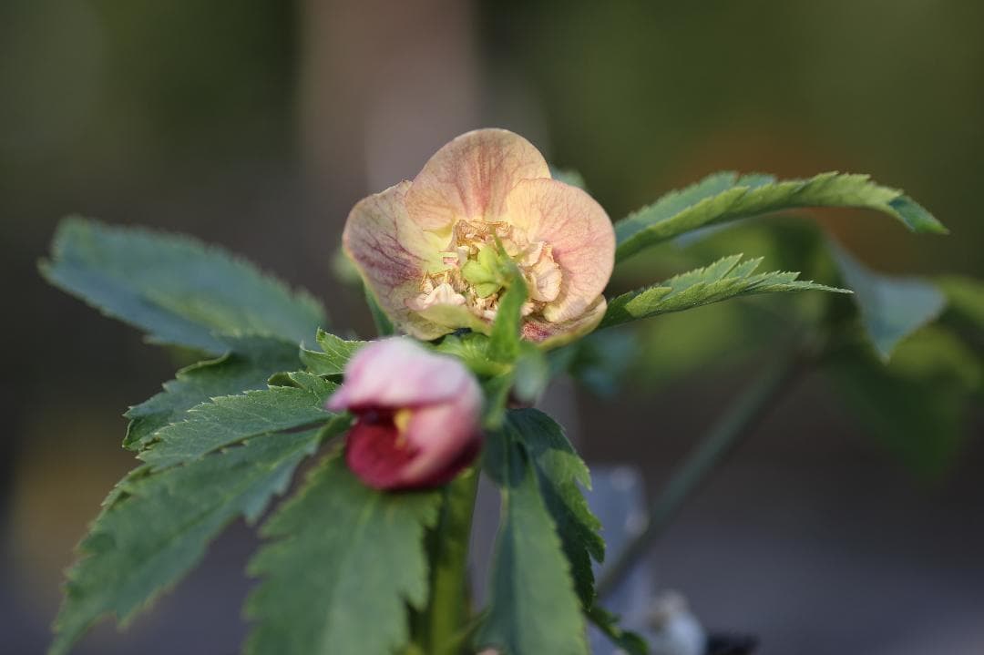 クリスマスローズ 開花株 SDプリマヴェーラhyb