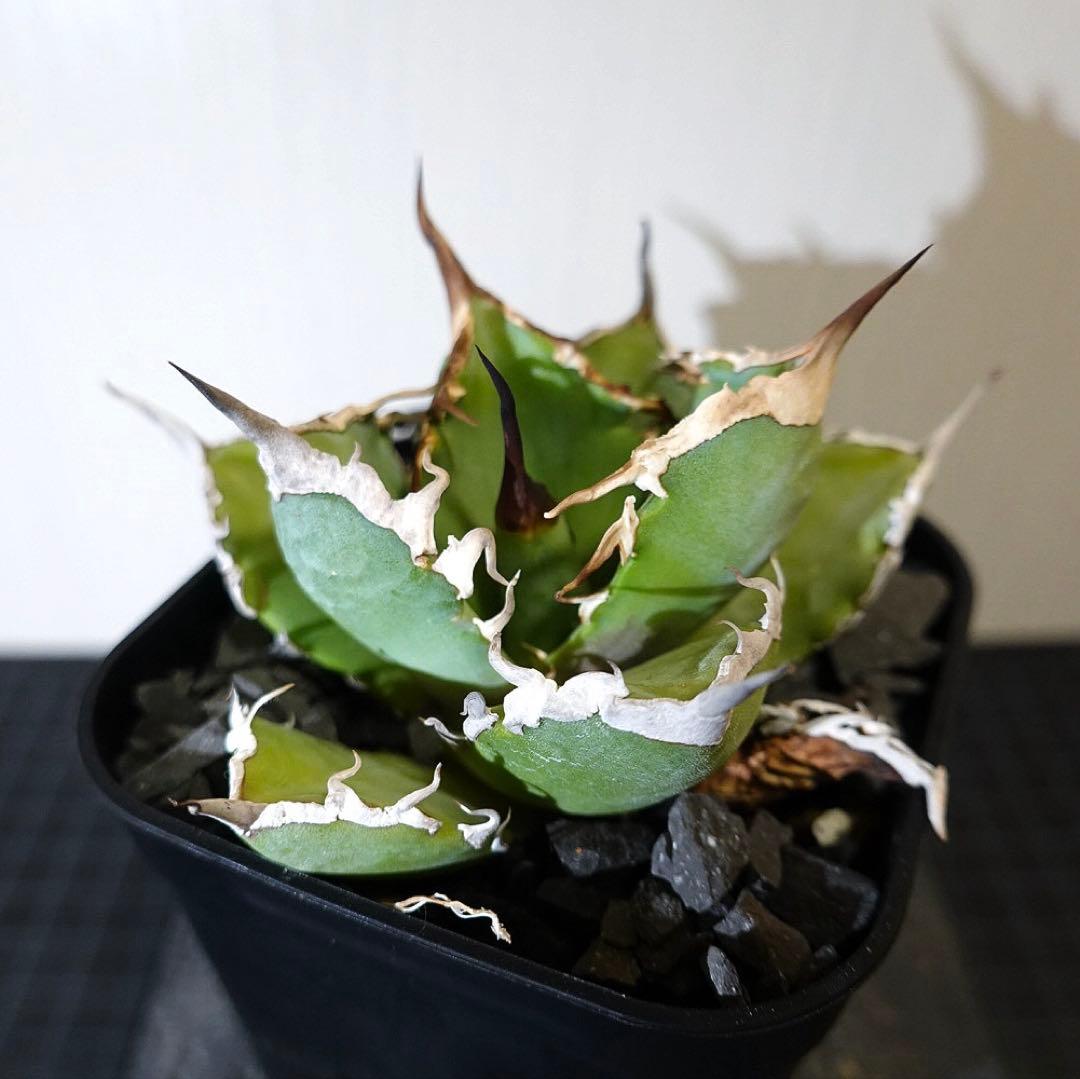 どんどん2128 2103 1214 2129 0000ハデス追加