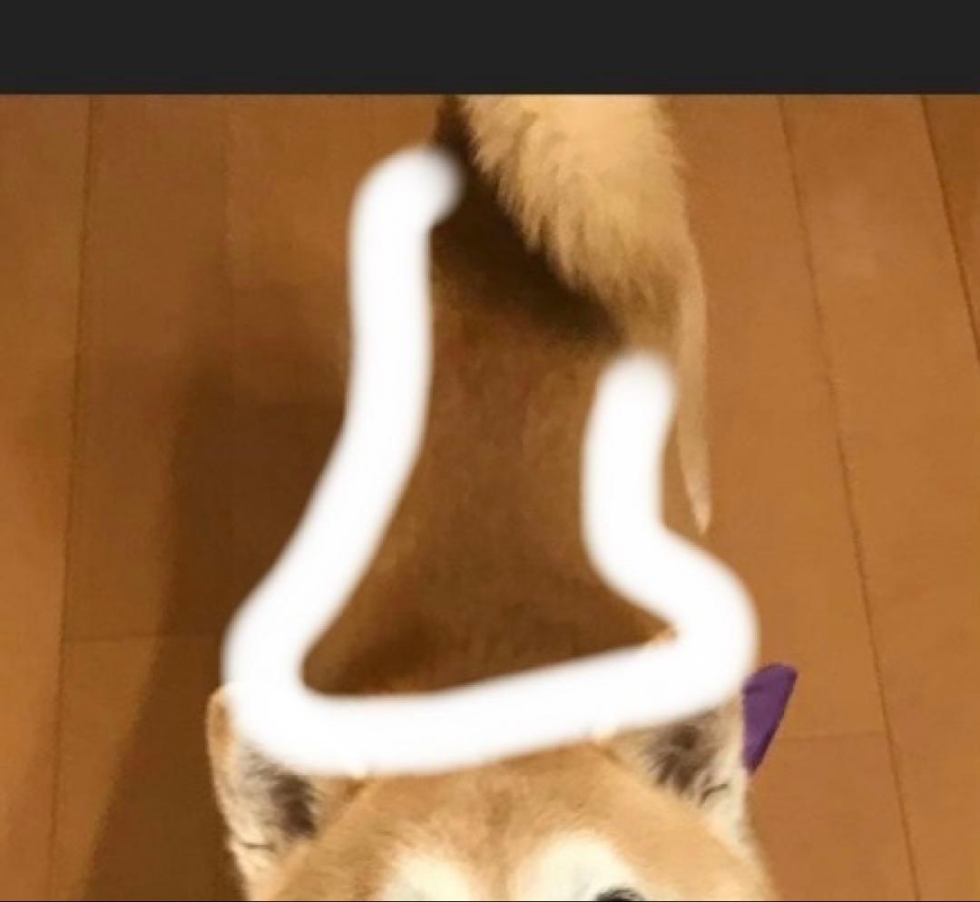 羊毛フェルト　柴犬　ハンドメイド