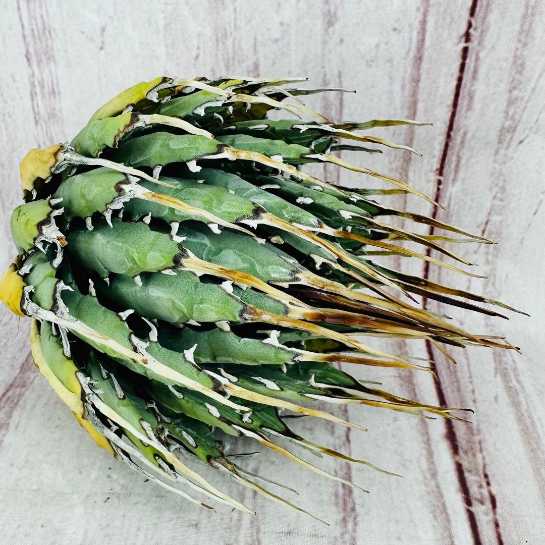 791 アガベ ユタエンシス エボリスピナ ロングスパイン