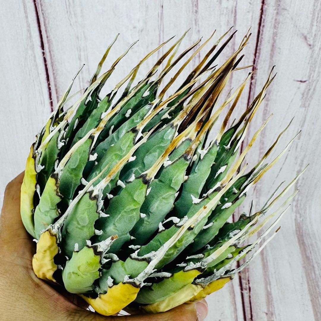 791 アガベ ユタエンシス エボリスピナ ロングスパイン