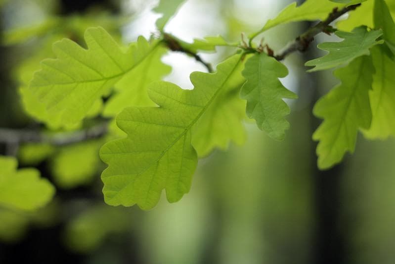 19　未使用　ぐるぐるボケレンズ　ヘリオス　44-2　アダプターなし