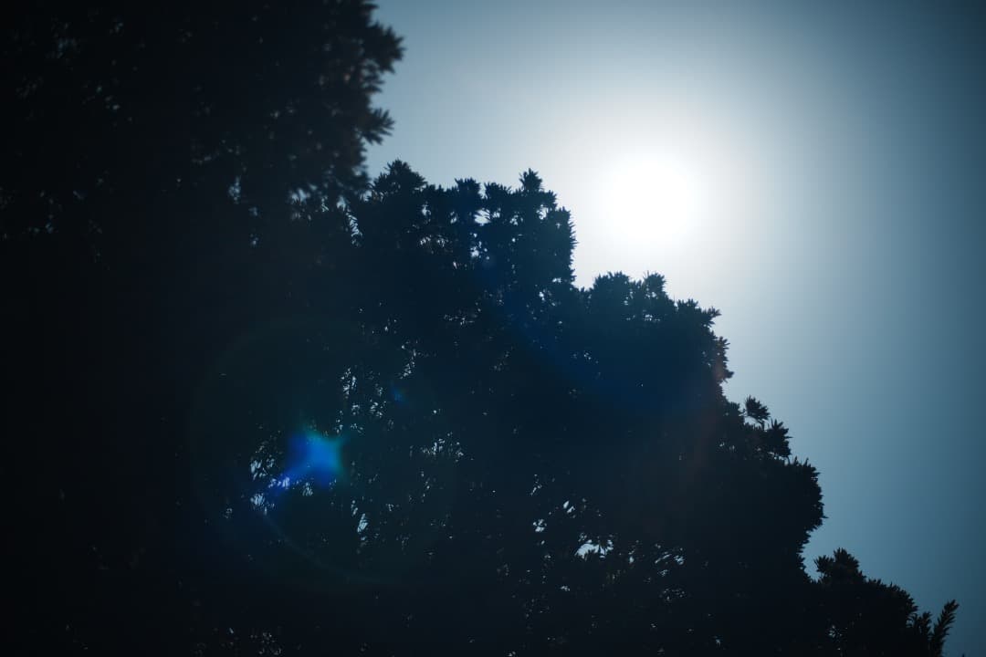 美品 Carl Zeiss Planar 50mm F1.7 MMJ 729