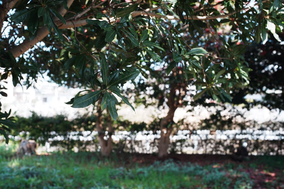 美品 Carl Zeiss Planar 50mm F1.7 MMJ 729