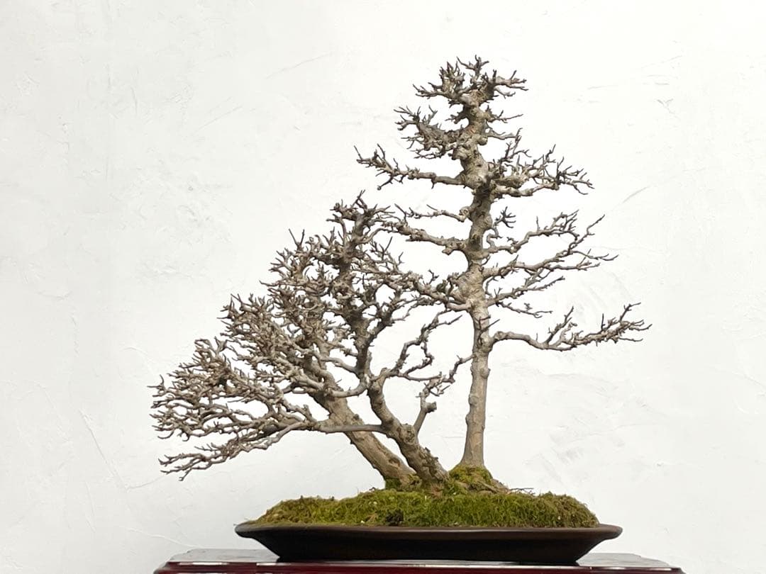 三河盆栽　カエデ　盆栽