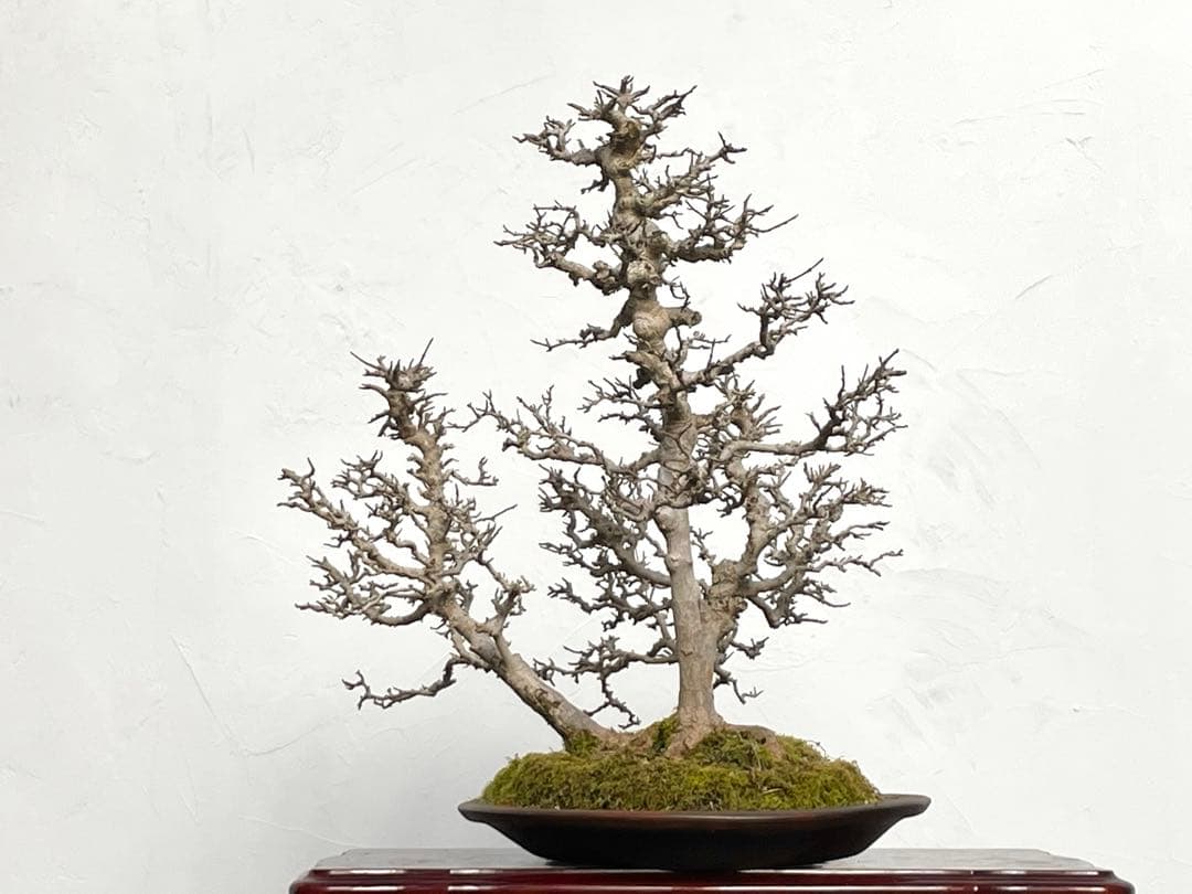 三河盆栽　カエデ　盆栽