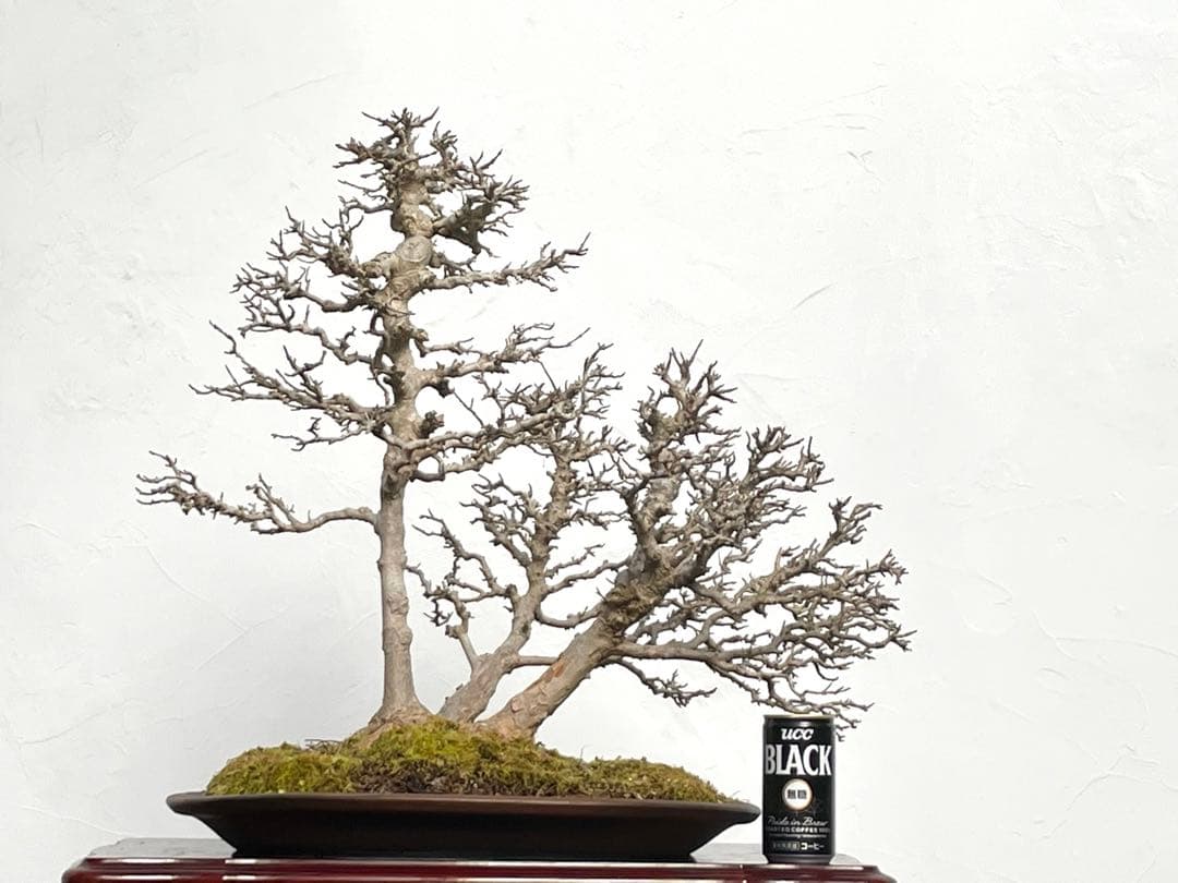 三河盆栽　カエデ　盆栽