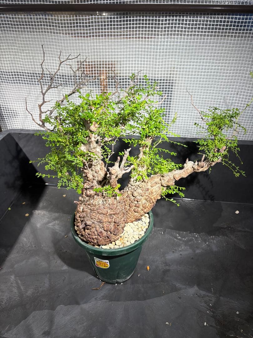 g*r様 良型 (パキプス） 中型株／発根済／塊根迫力◎／枝ぶり良好