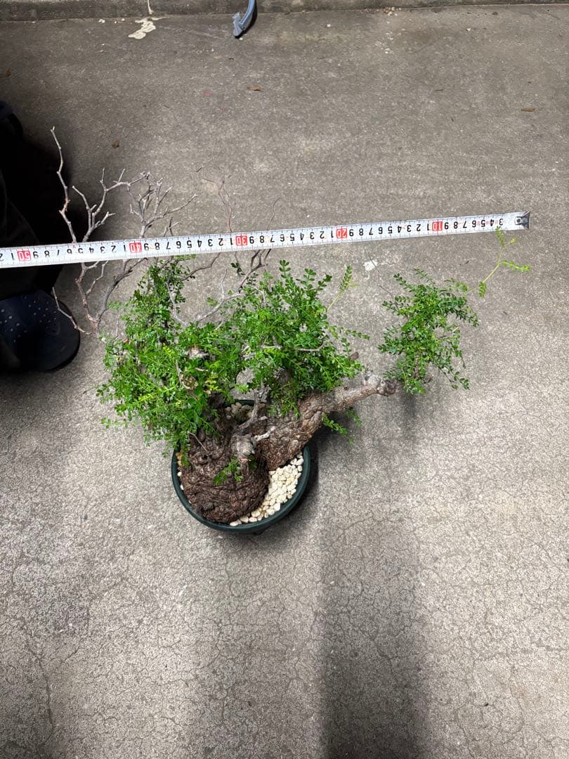 g*r様 良型 (パキプス） 中型株／発根済／塊根迫力◎／枝ぶり良好