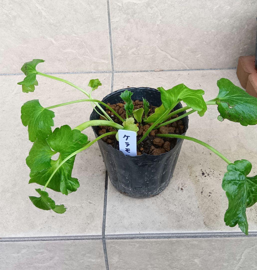 専用商品　ラナンキュラスラックス　8種セット②