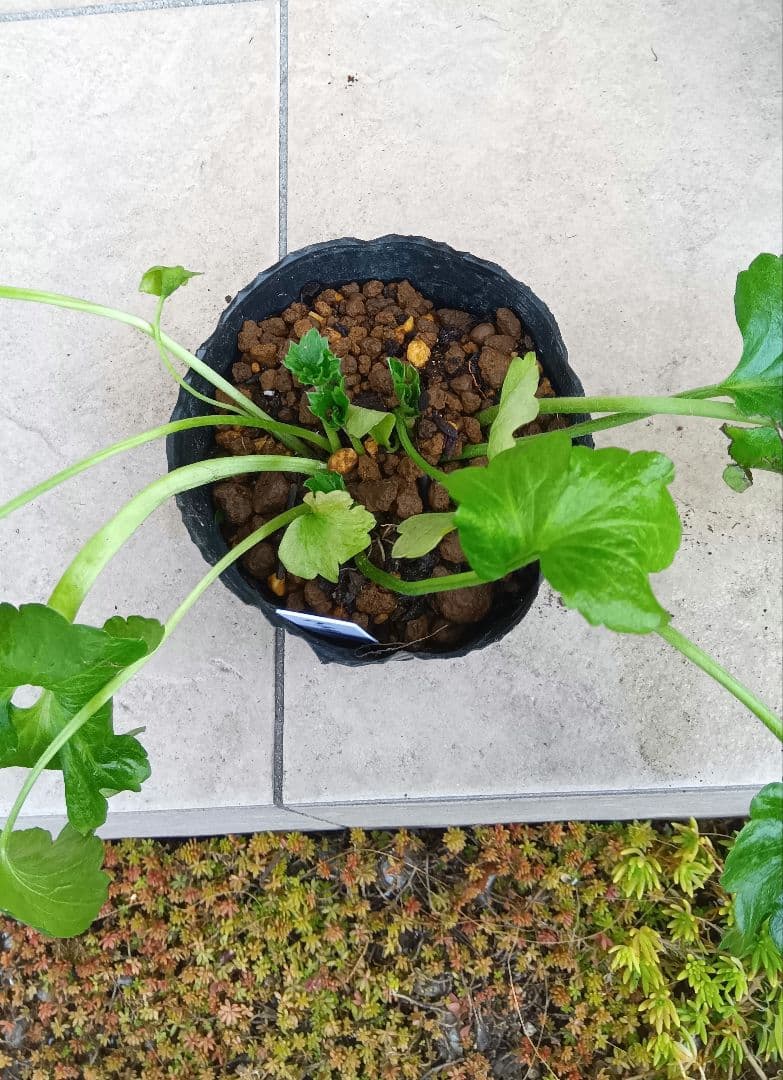 専用商品　ラナンキュラスラックス　8種セット②