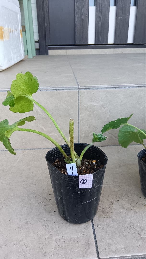 専用商品　ラナンキュラスラックス　8種セット②