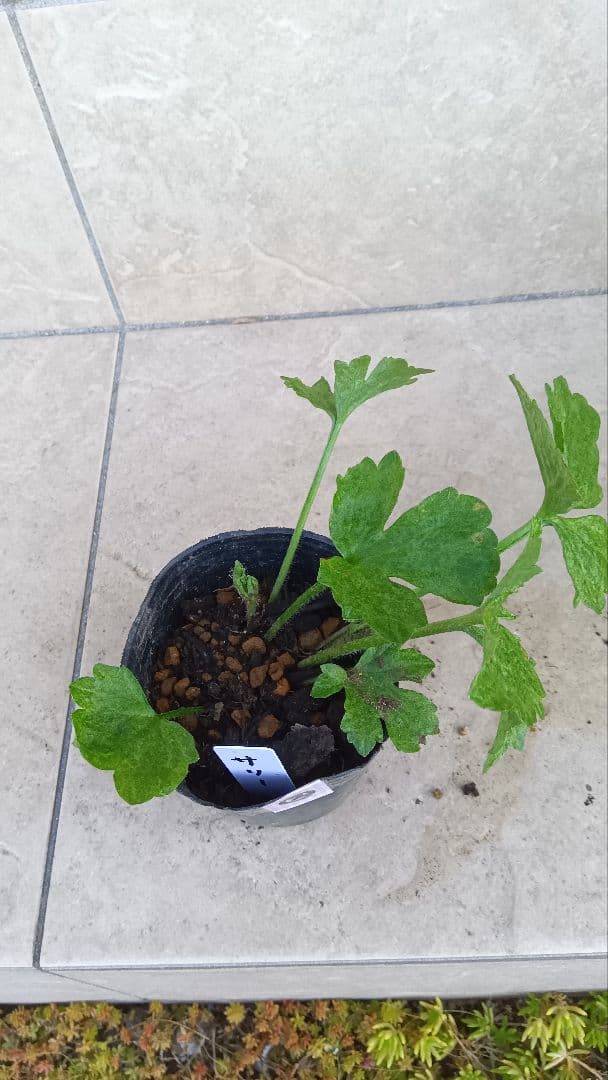 専用商品　ラナンキュラスラックス　8種セット②