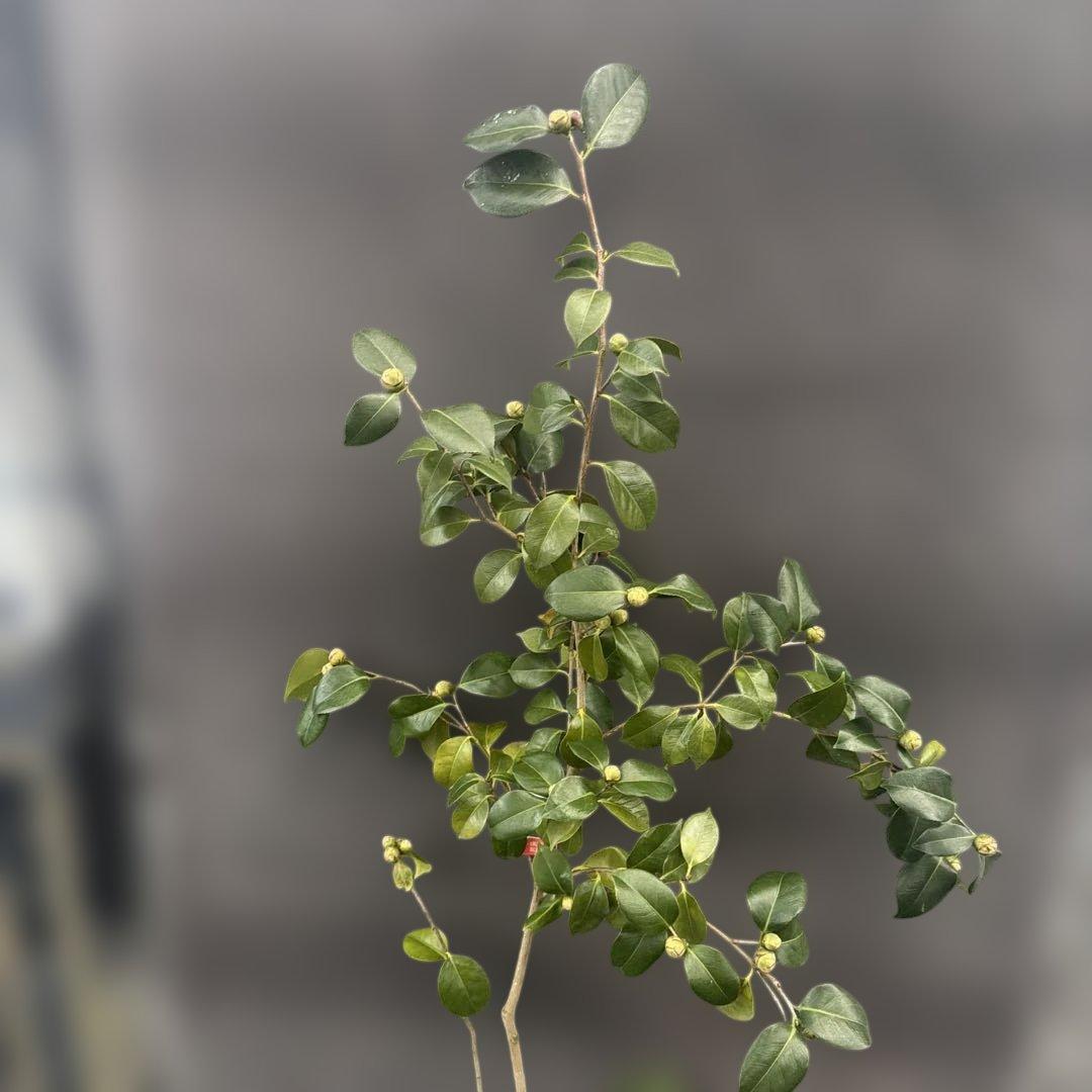 友久様ご確認苗　加茂本阿弥と四ヶ村