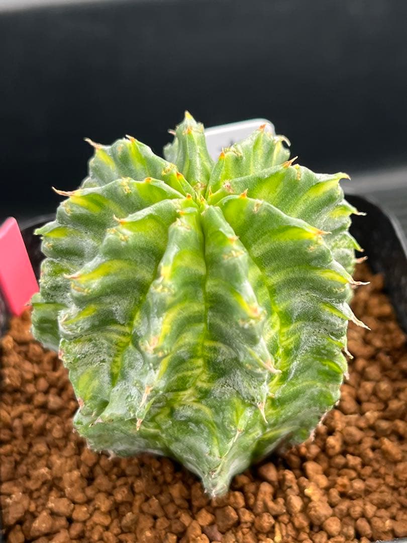 ユーフォルビア　ホリダ錦　総柄濃黄班