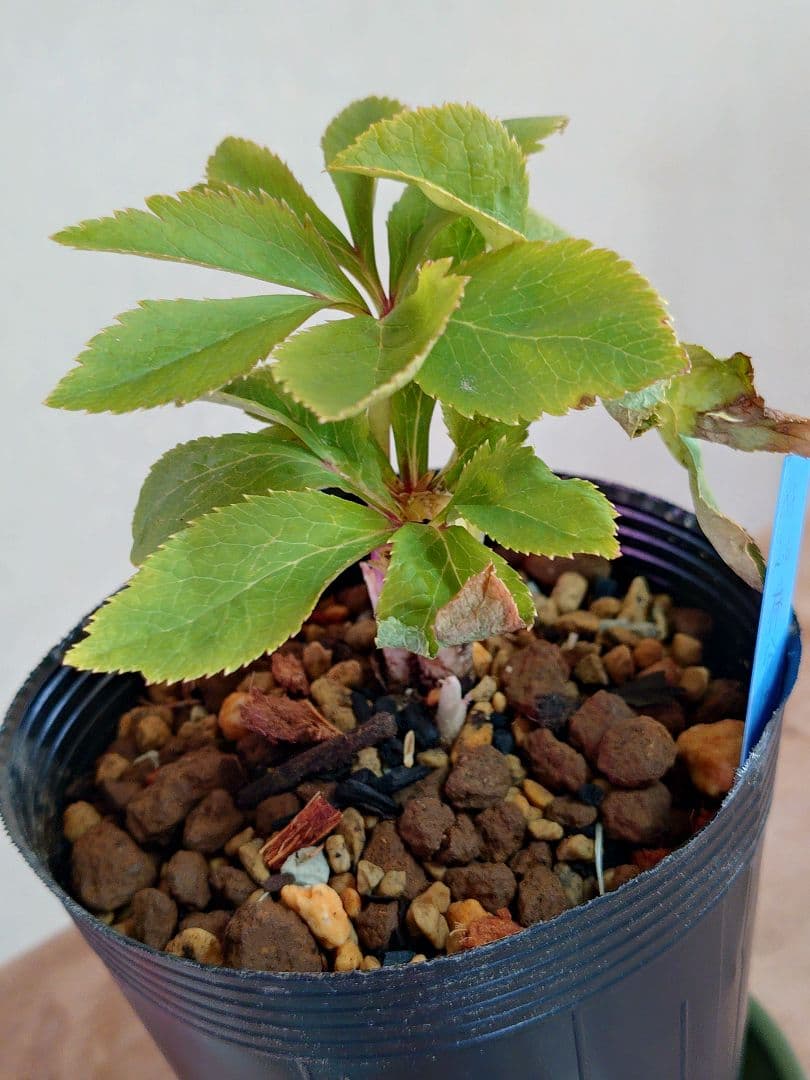 クリスマスローズ蕾株分け