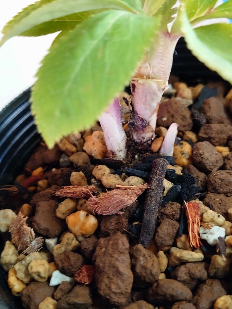 クリスマスローズ蕾株分け