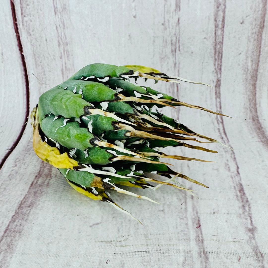 14 アガベ ユタエンシス エボリスピナ 陽炎