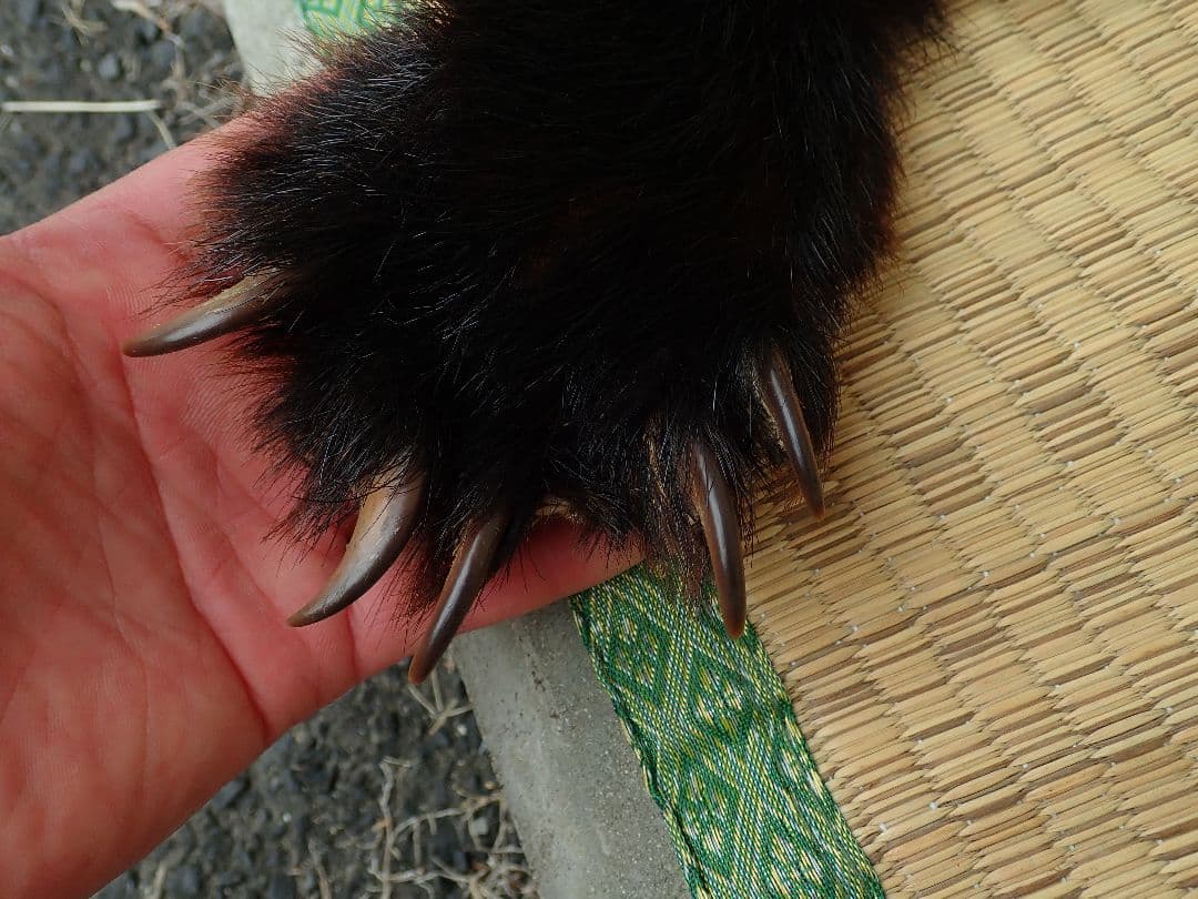 ツキノワグマ　毛皮