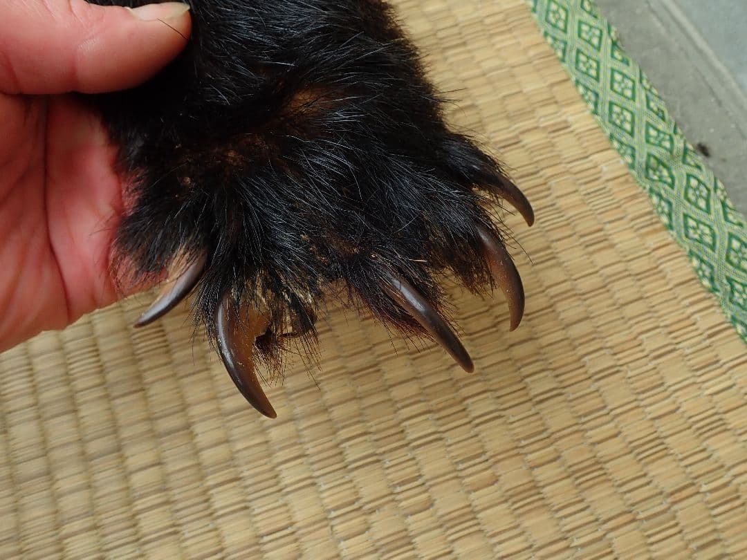 ツキノワグマ　毛皮