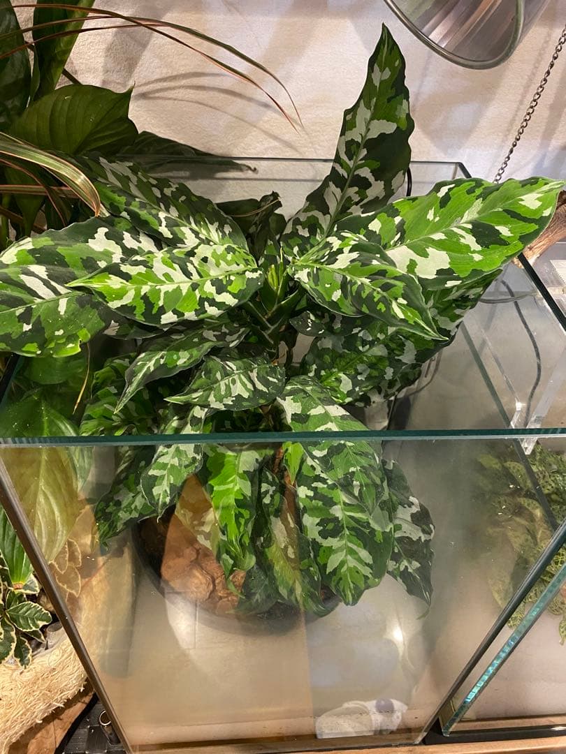 破格　アグラオネマアンダマン　9800円