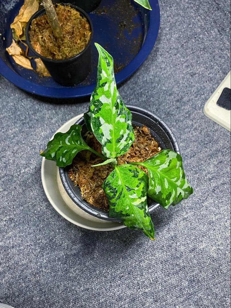 破格　アグラオネマアンダマン　9800円