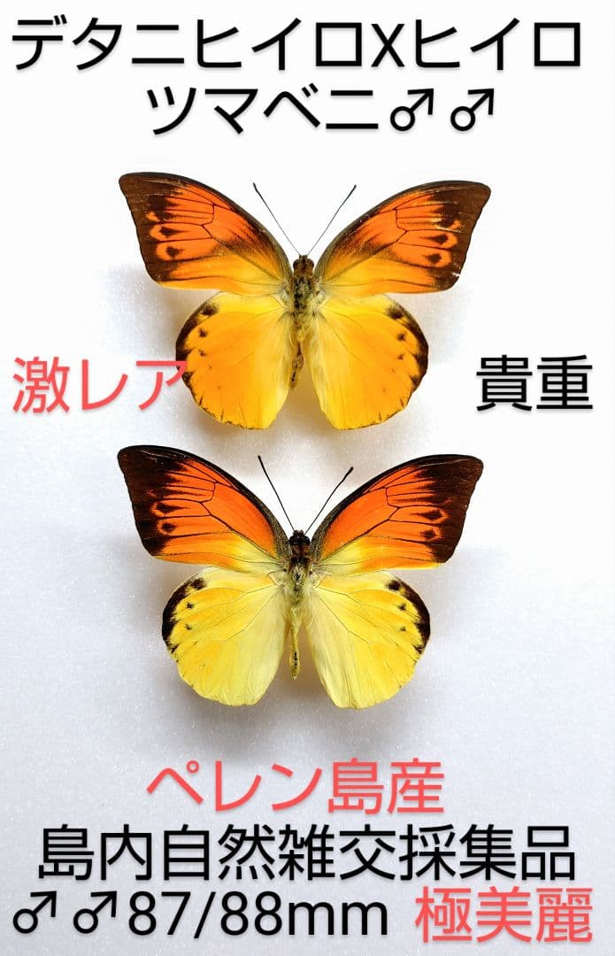 最終価格‼️【自然雑交種】デタニヒイロ×ヒイロツマベニチョウ♂♂標本★ペレン島産