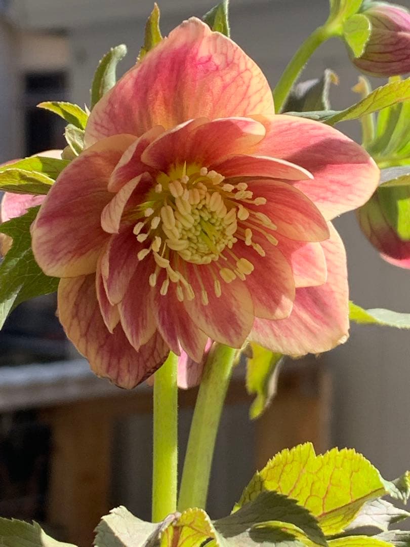 クリスマスローズ 極上 認定ソレイユ 数量限定‼️ ②