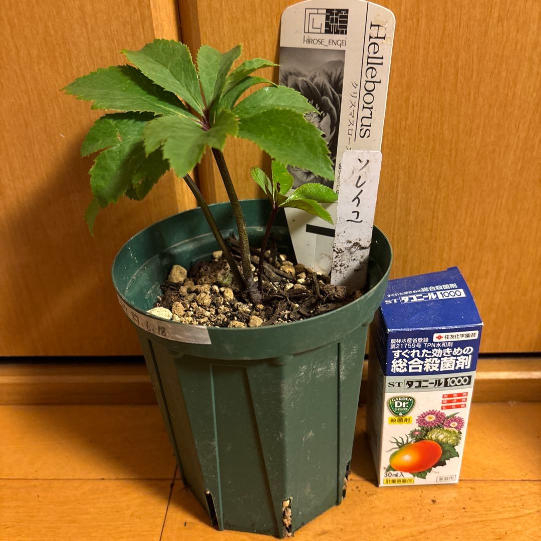 クリスマスローズ 極上 認定ソレイユ 数量限定‼️ ②