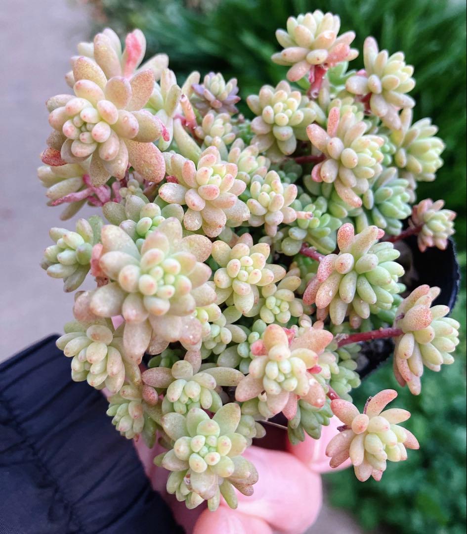 みかちゃん様おまとめです(*^^*)