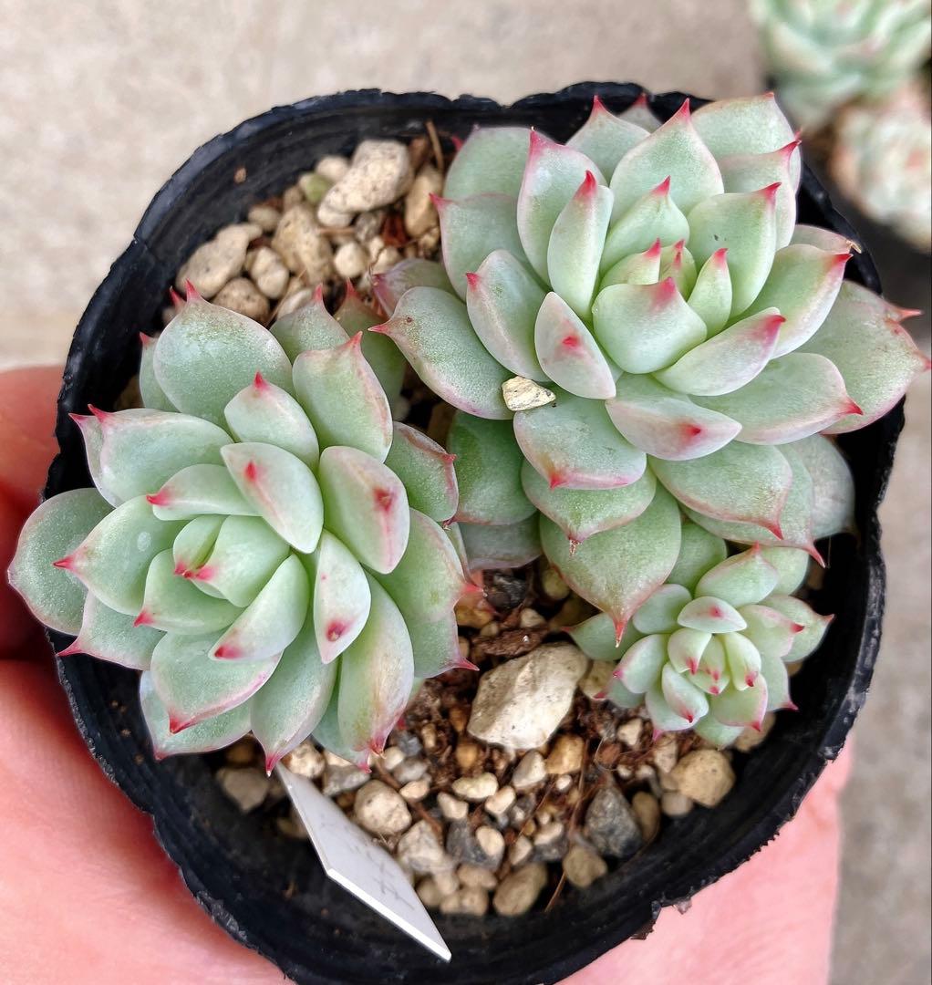 みかちゃん様おまとめです(*^^*)