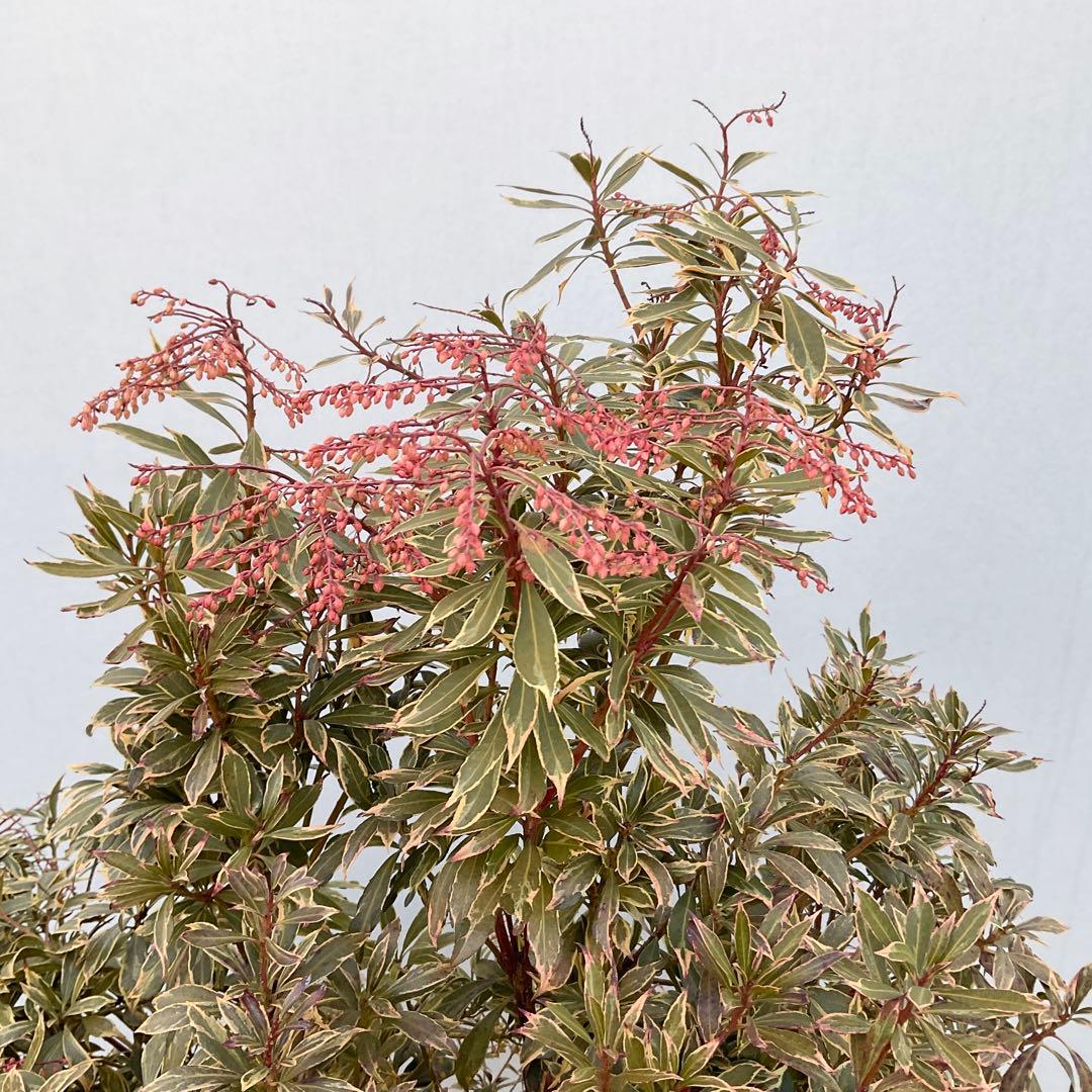 斑入りアセビ　/ 52