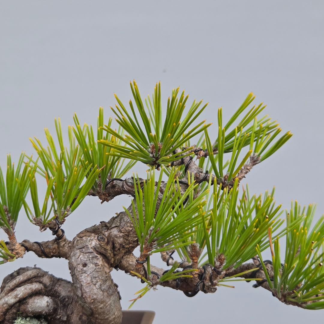 黒松ら[根上がり模様木]　小品盆栽