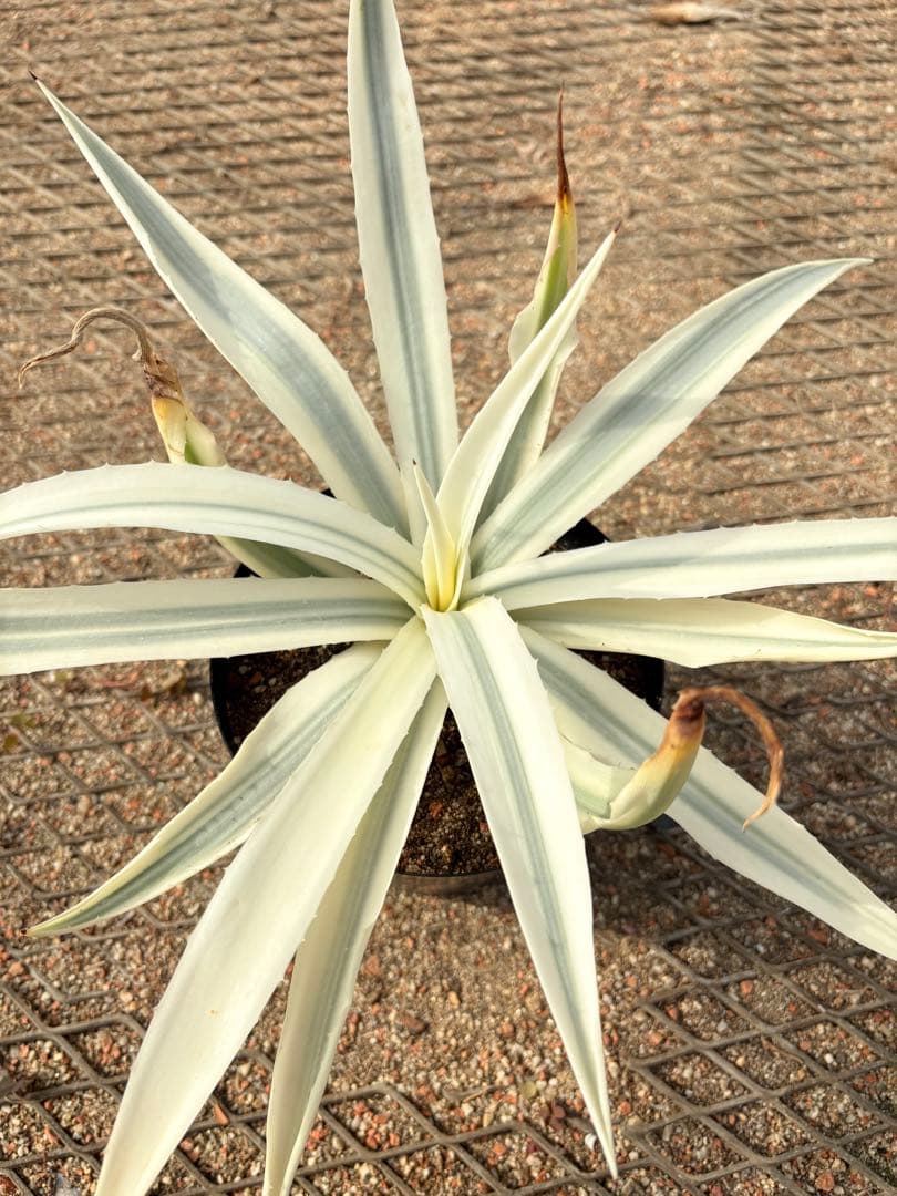 レア　アガベ　ミルキーホワイト　美株