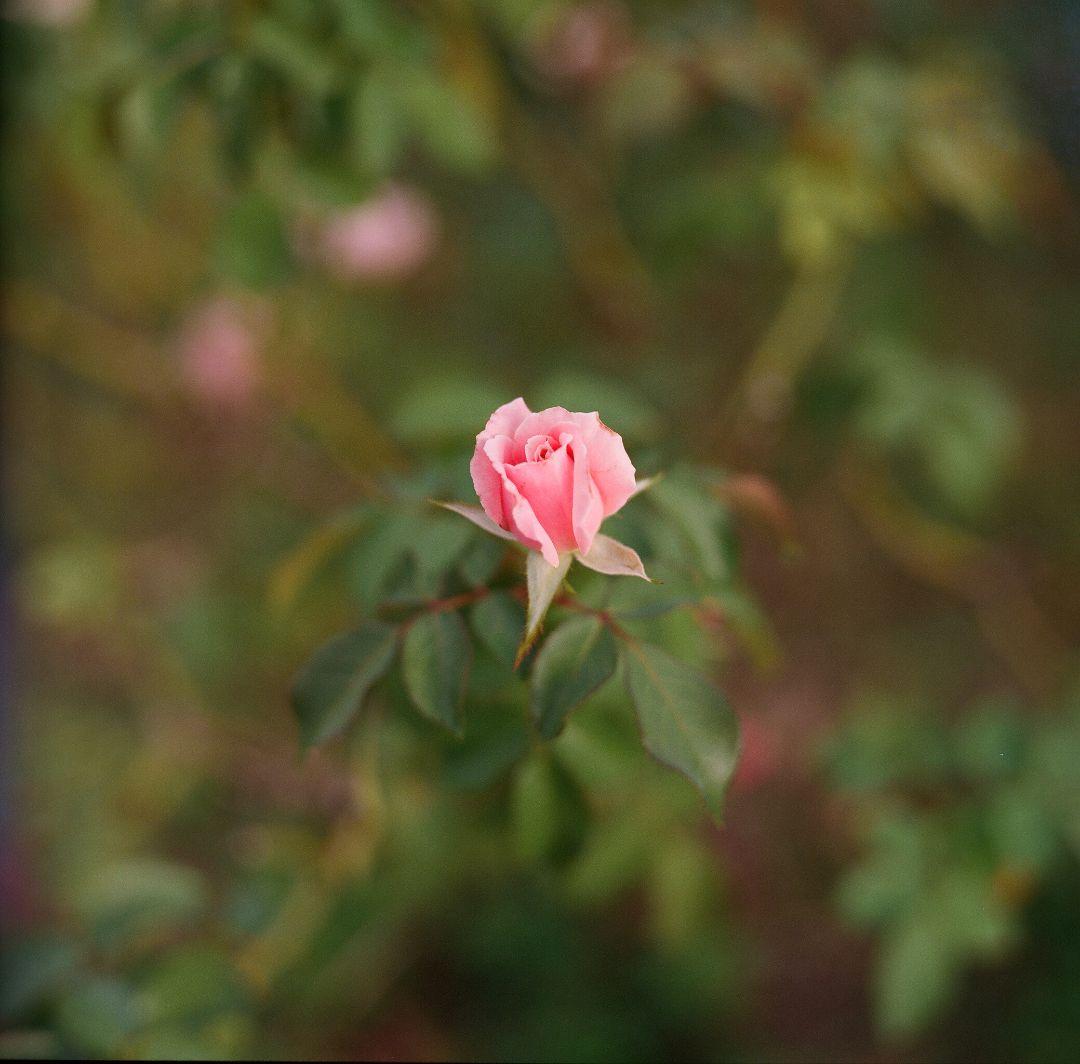 ※kodak※ Hasselblad 1600F　フィルム付き