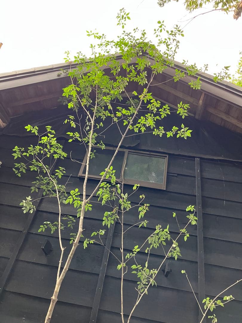 72 山採り　アオダモ