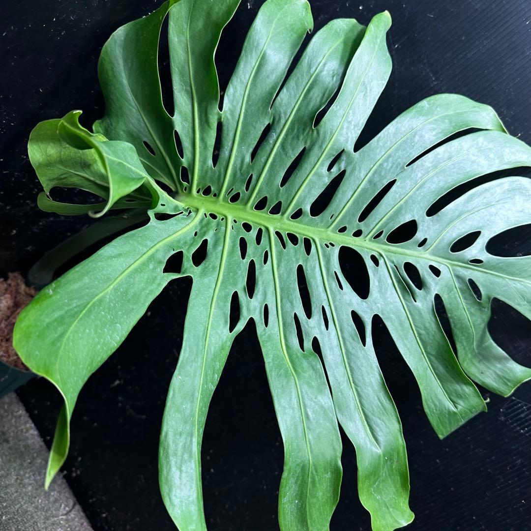 恵*様 モンステラデリシオーサマクロコズム超希少系統鉢植え74㎝