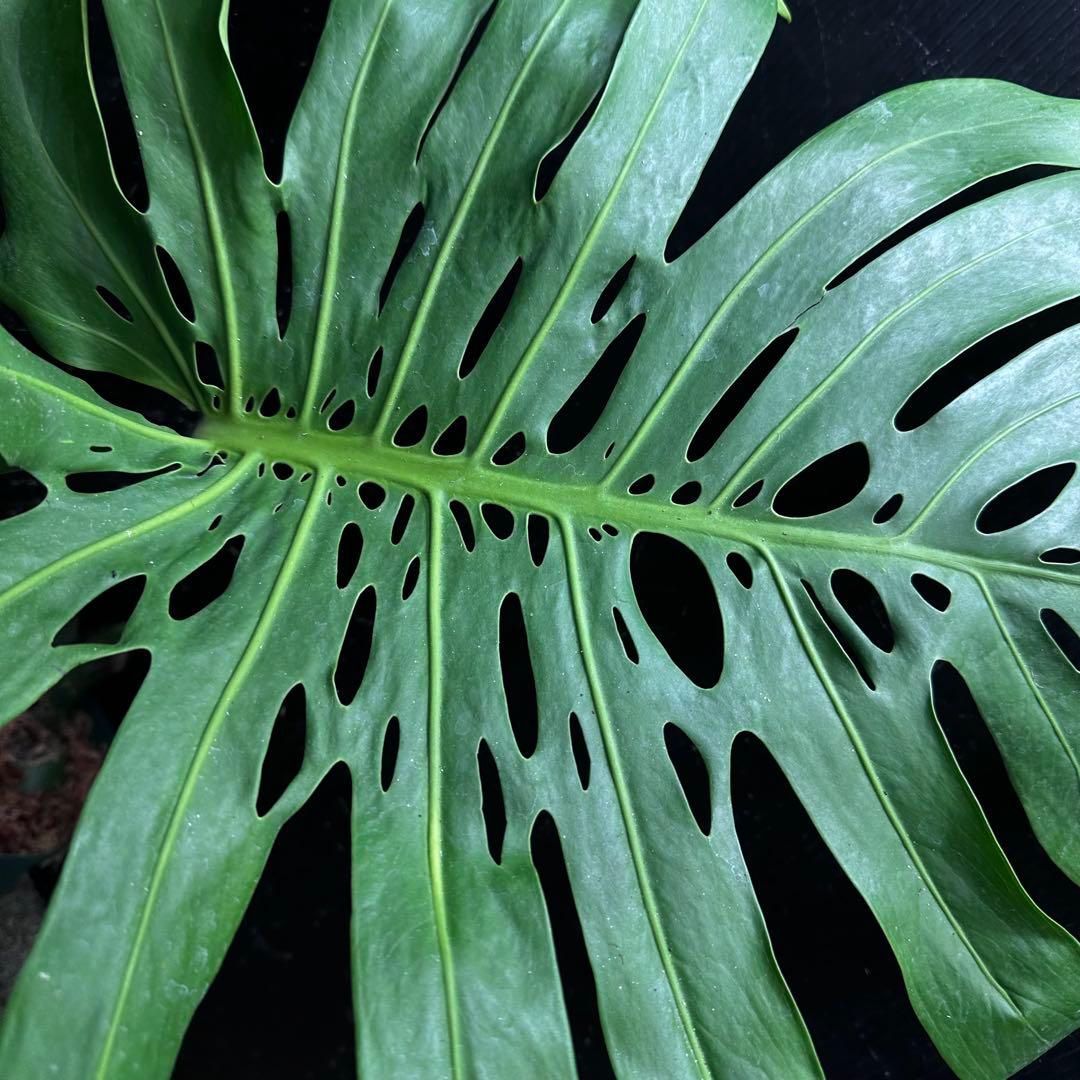 恵*様 モンステラデリシオーサマクロコズム超希少系統鉢植え74㎝