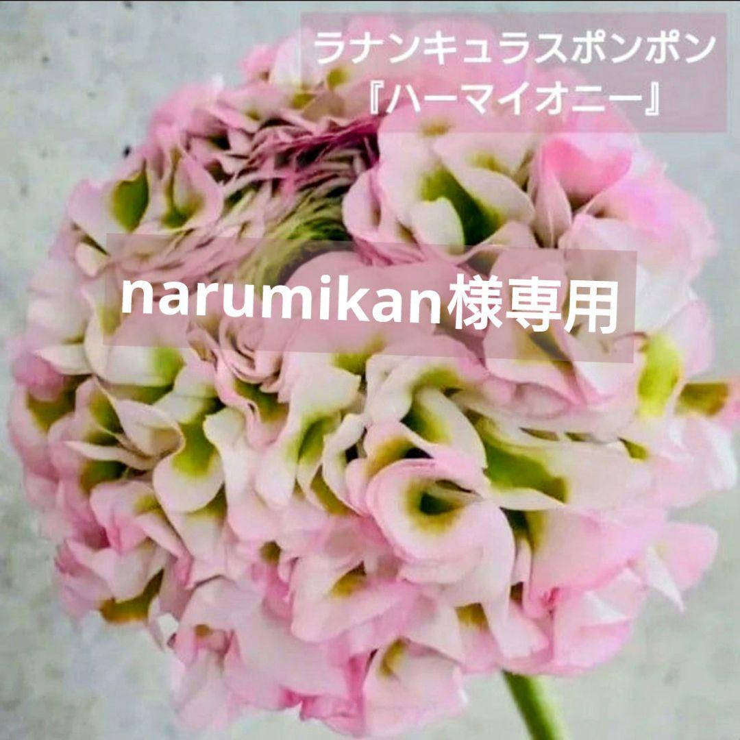 narumikan　ラナンキュラスポンポン『ハーマイオニー』2鉢♪