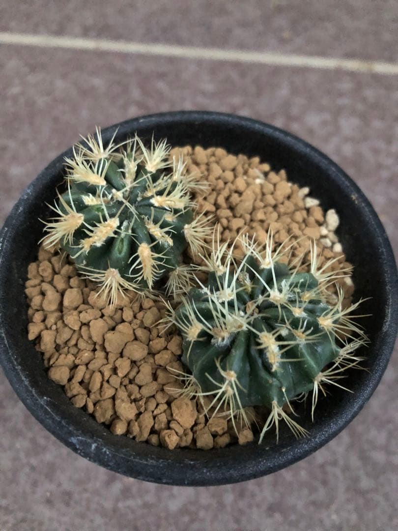 綾波モンストローサ⭐︎実生　サボテン