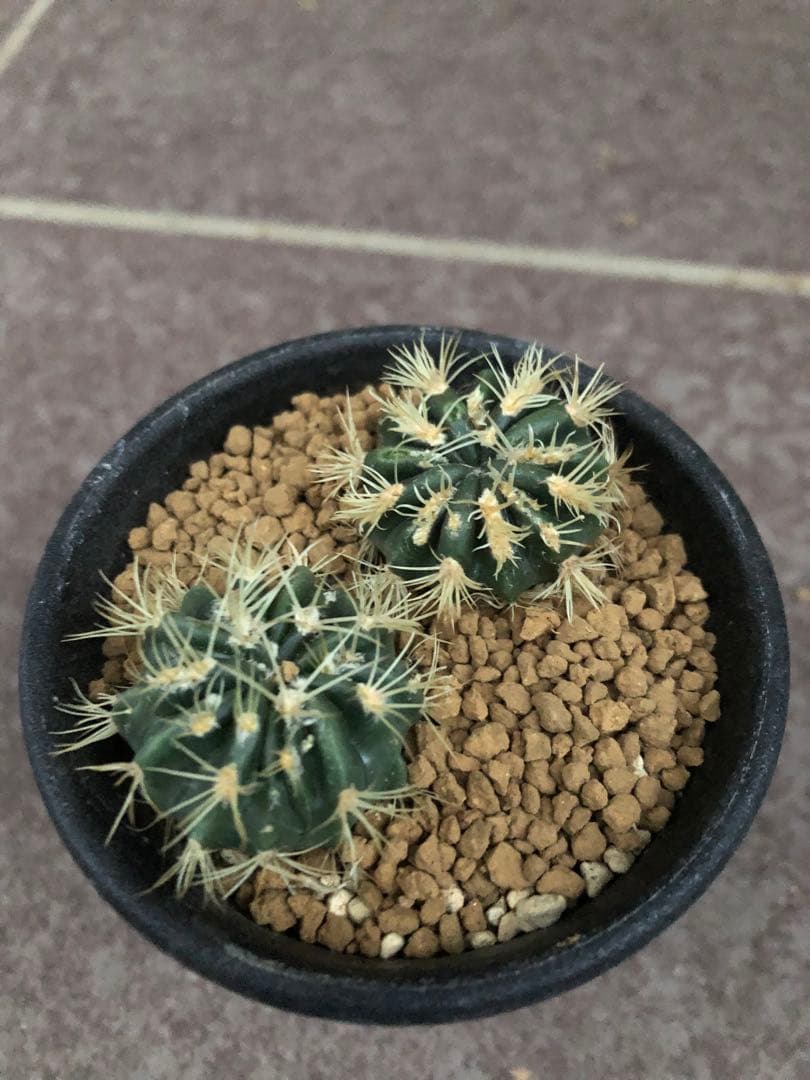 綾波モンストローサ⭐︎実生　サボテン