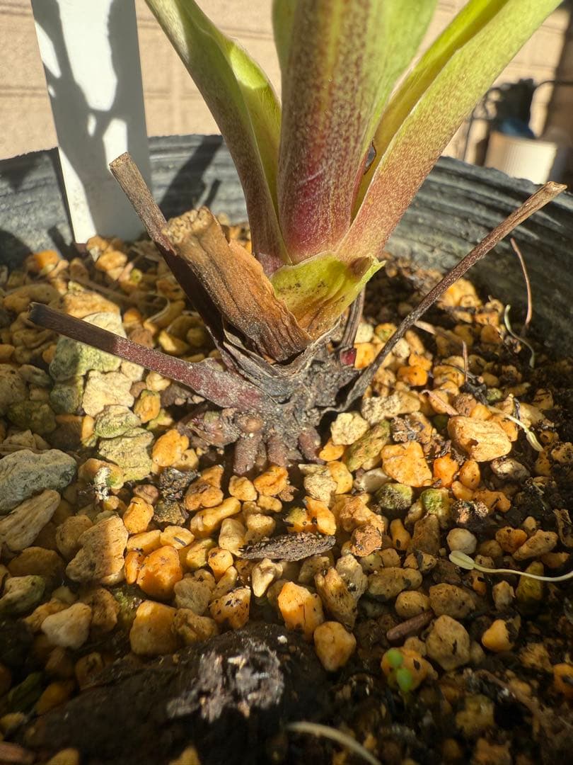 【未株分】加藤農園 クリスマスローズ 認定モーリー